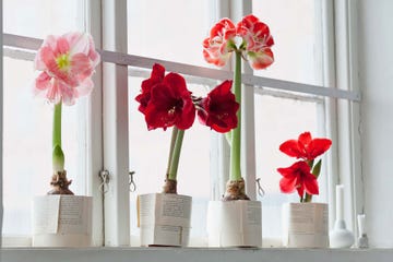 amarilis