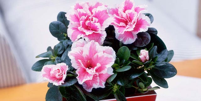 Flower, Flowering plant, Flowerpot, Plant, Pink, Houseplant, Azalea, Petal, Shrub, Artificial flower, 