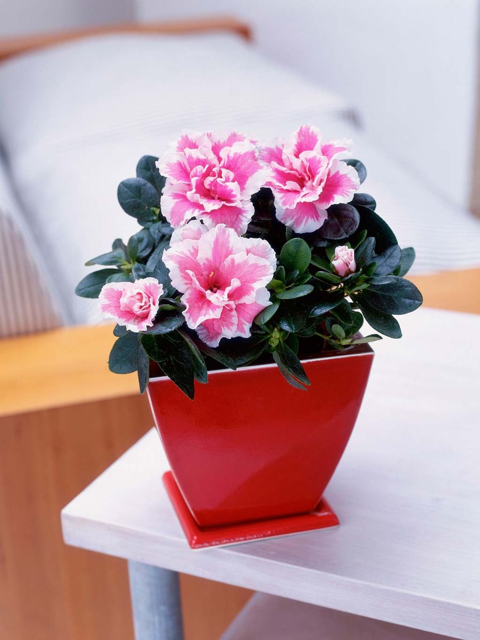 Flower, Flowering plant, Flowerpot, Plant, Pink, Houseplant, Azalea, Petal, Shrub, Artificial flower, 
