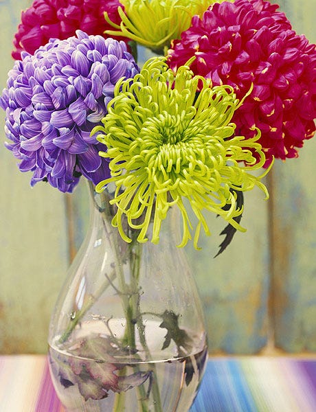 chrysanthemum