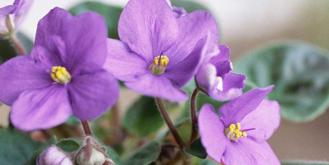 Flower, Flowering plant, Petal, Violet, Plant, Viola, Violet family, spiderwort, Dayflower family, african violets, 