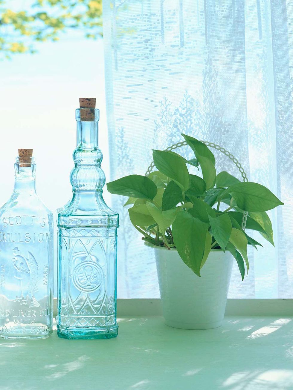 Bottle, Blue, Glass bottle, Aqua, Water, Still life, Glass, Plant, Flower, Plastic bottle, 