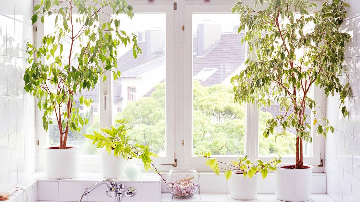 Las 15 mejores plantas para decorar el cuarto de baño