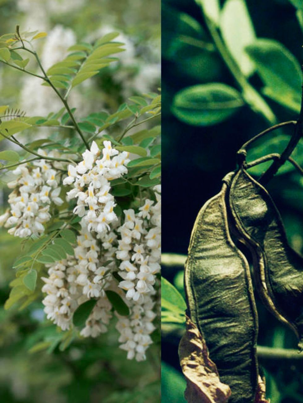 Organism, Leaf, Botany, Flowering plant, Plant stem, buddleia, Insect, Perennial plant, Buckthorn family, Moschatel family, 