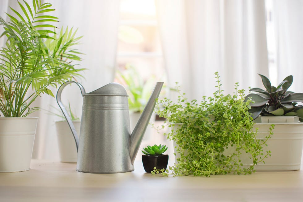 plantas de interior