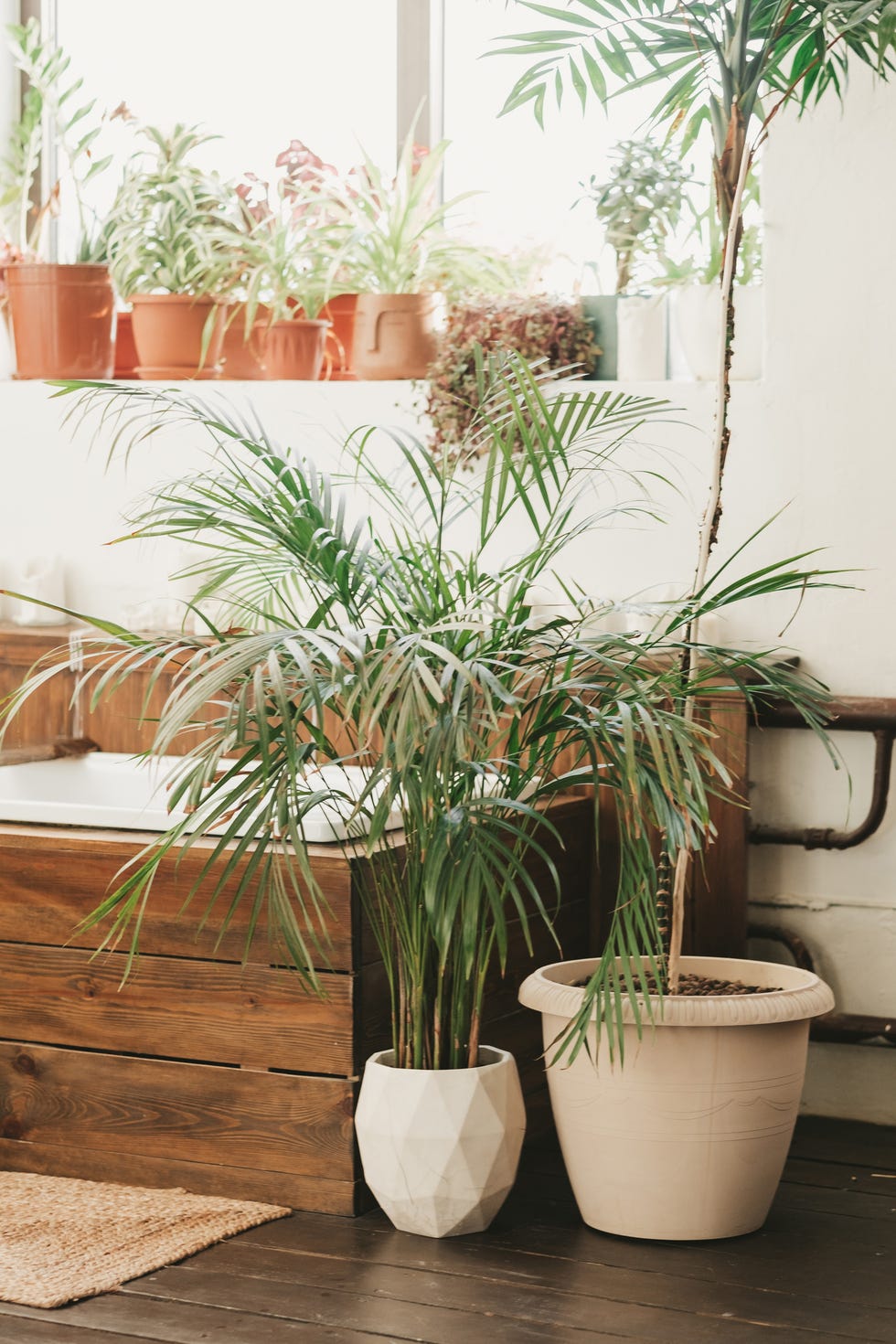 plantas interior decorar el bano palmera areca