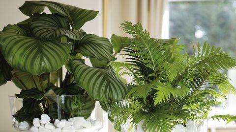 12 Plantas de interior sin flor para decorar tu casa