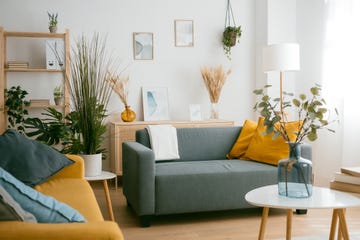 las tres mejores plantas de interior para casas pequenas con poca luz natural
