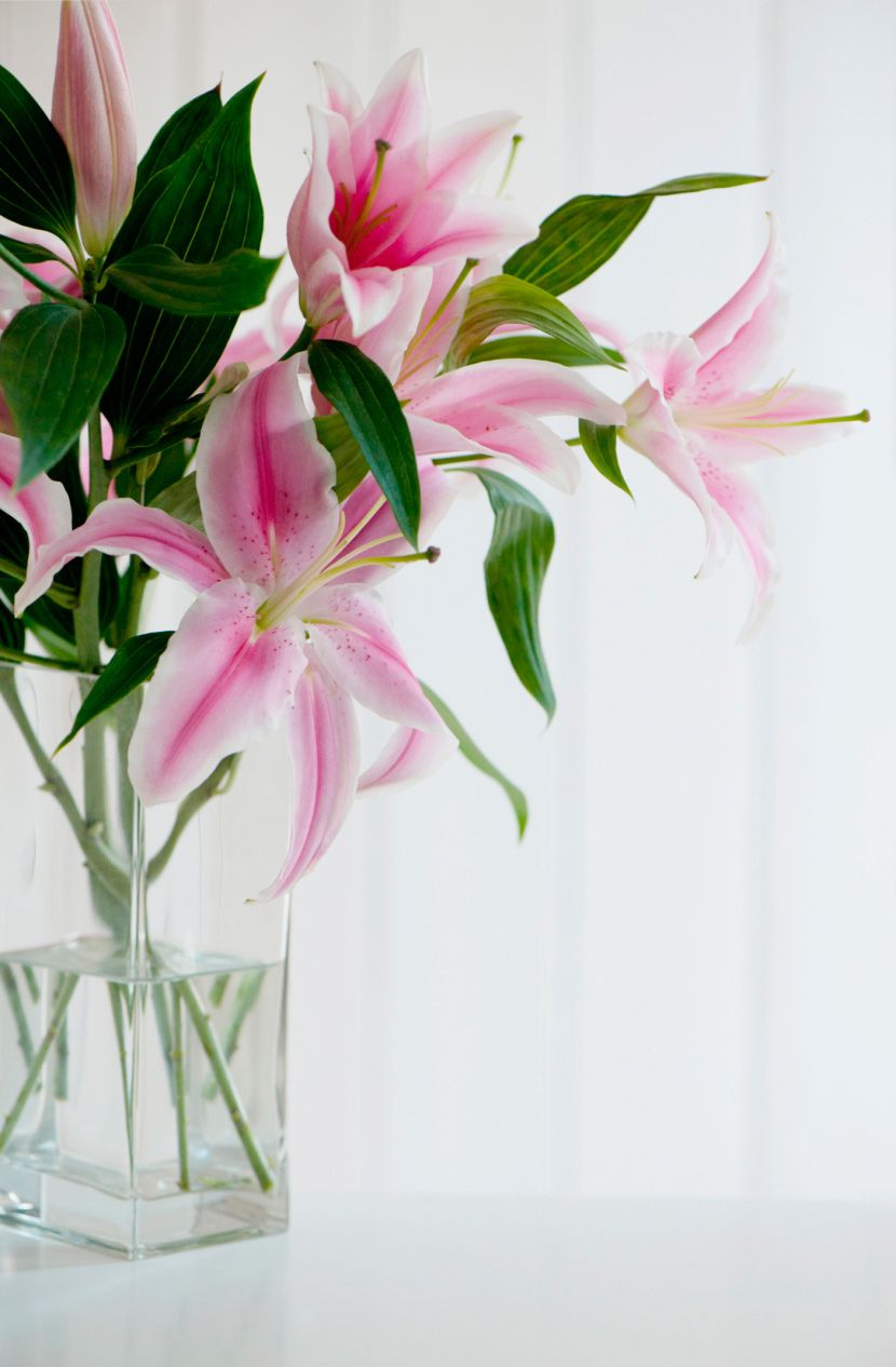 Petal, Flower, Pink, Cut flowers, Flowering plant, Floristry, Flower Arranging, Botany, Bouquet, Vase, 