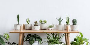 Planten in huis zorgen voor frisse lucht