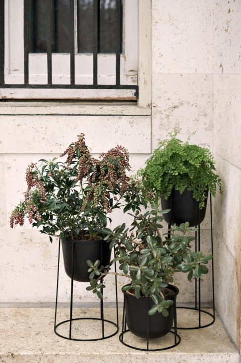 Flowerpot, Flower, Plant, Houseplant, Herb, Window, Flowering plant, Annual plant, geranium, Shrub, 