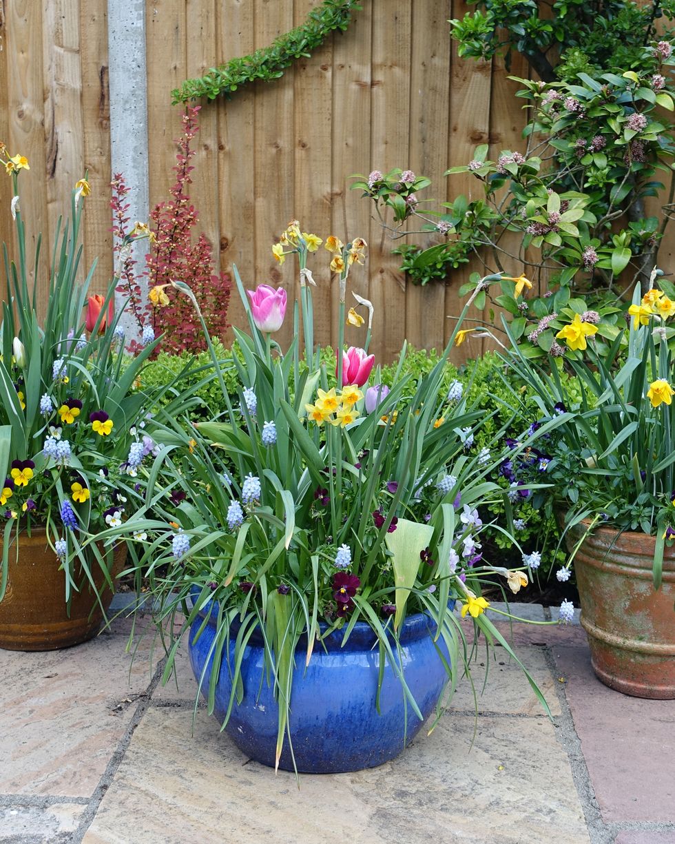 pots containing spring flowers on a patio