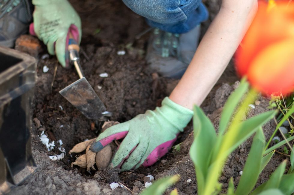 planting a dahlia tuber in a spring flower garden working with plants in the garden gardening with flower tubers good roots of a dahlia plant hands of a gardener woman in a garden in gloves