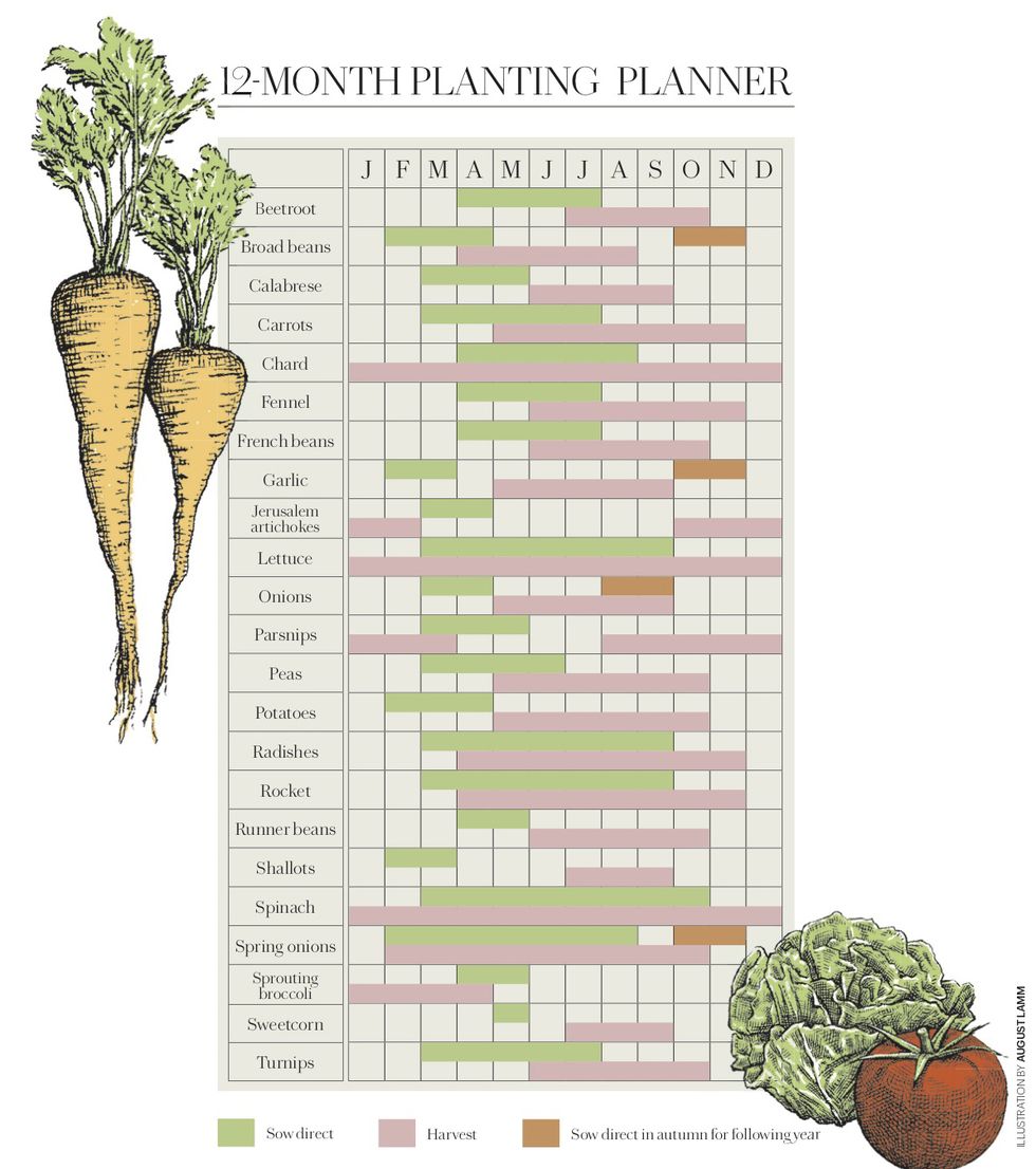 12Month Vegetable Planting Calendar When To Plant Vegetables