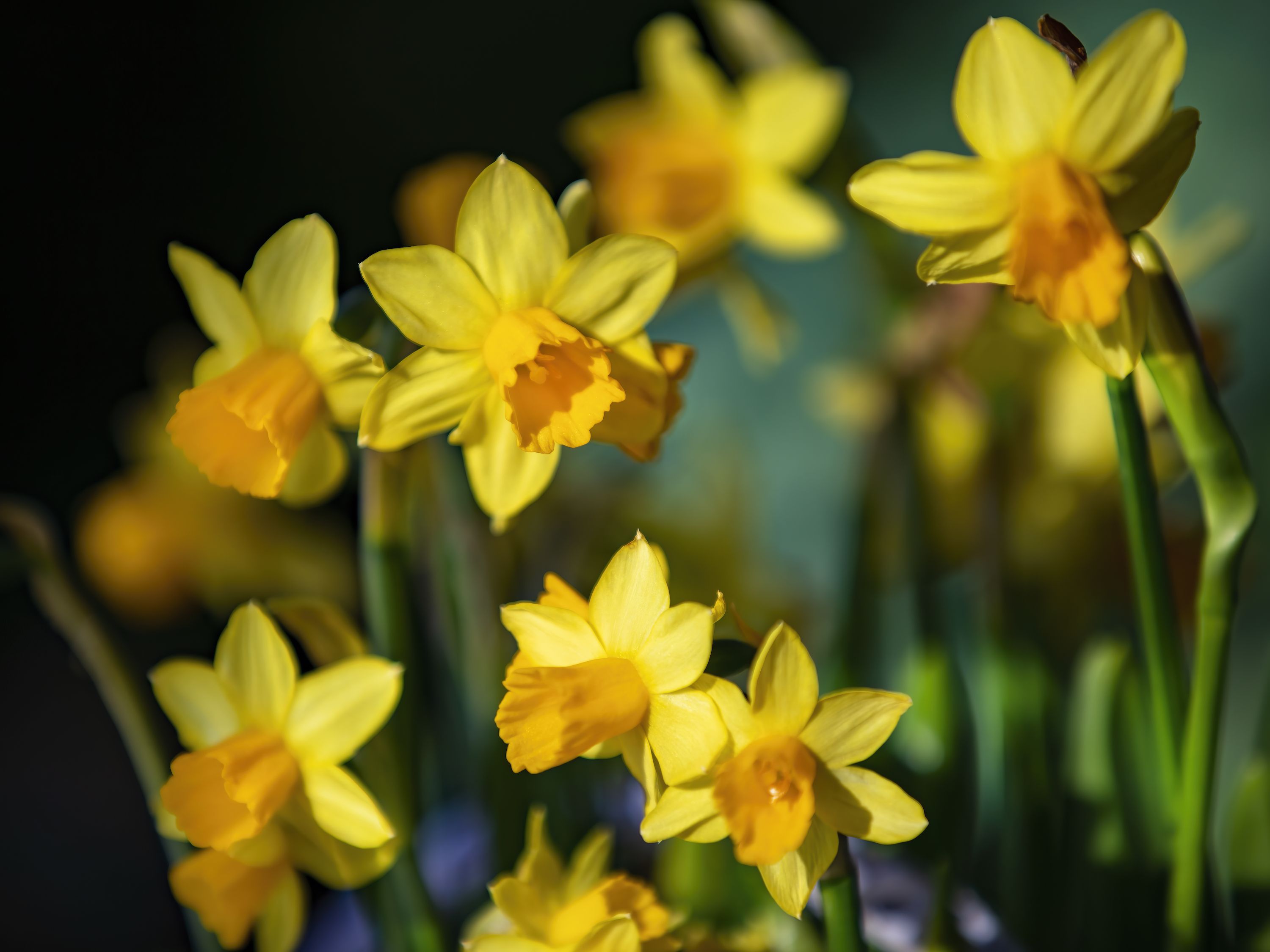 Buy Narcissus 'Lemon Drops' Bulbs, Triandrus Daffodils