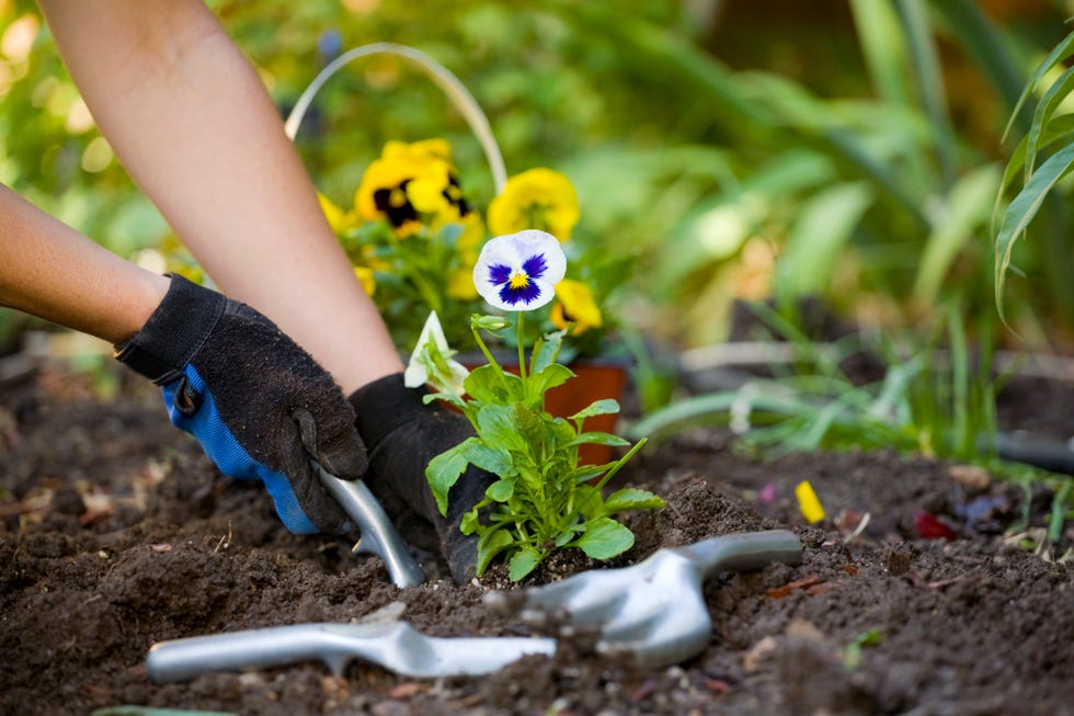 A pair of hands working with gardening tools on freshly tilled soil