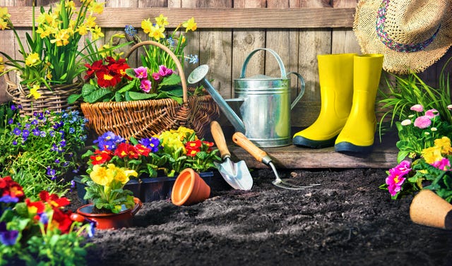planting flowers in sunny garden