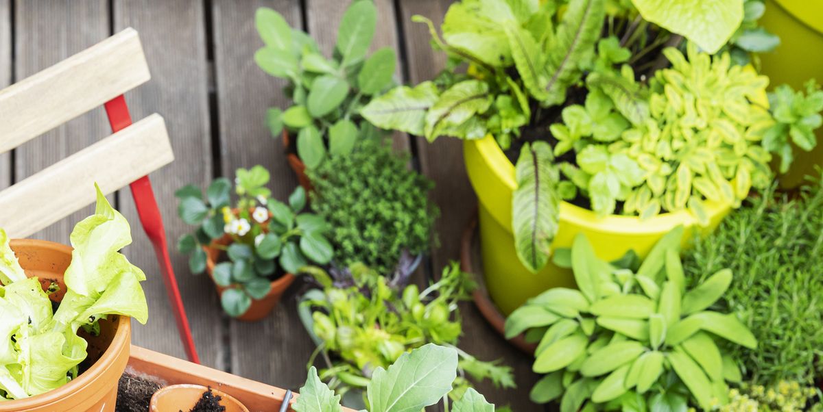 8 Cute Container Salad Gardens So You Can Grow Greens Anywhere