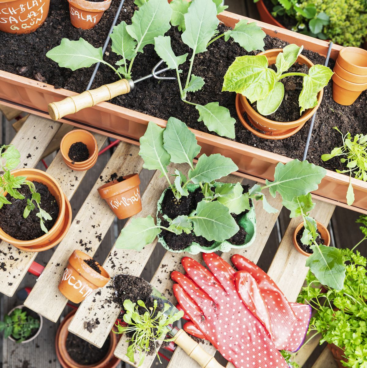 A 5-Step Guide to Growing a Home Vegetable Garden