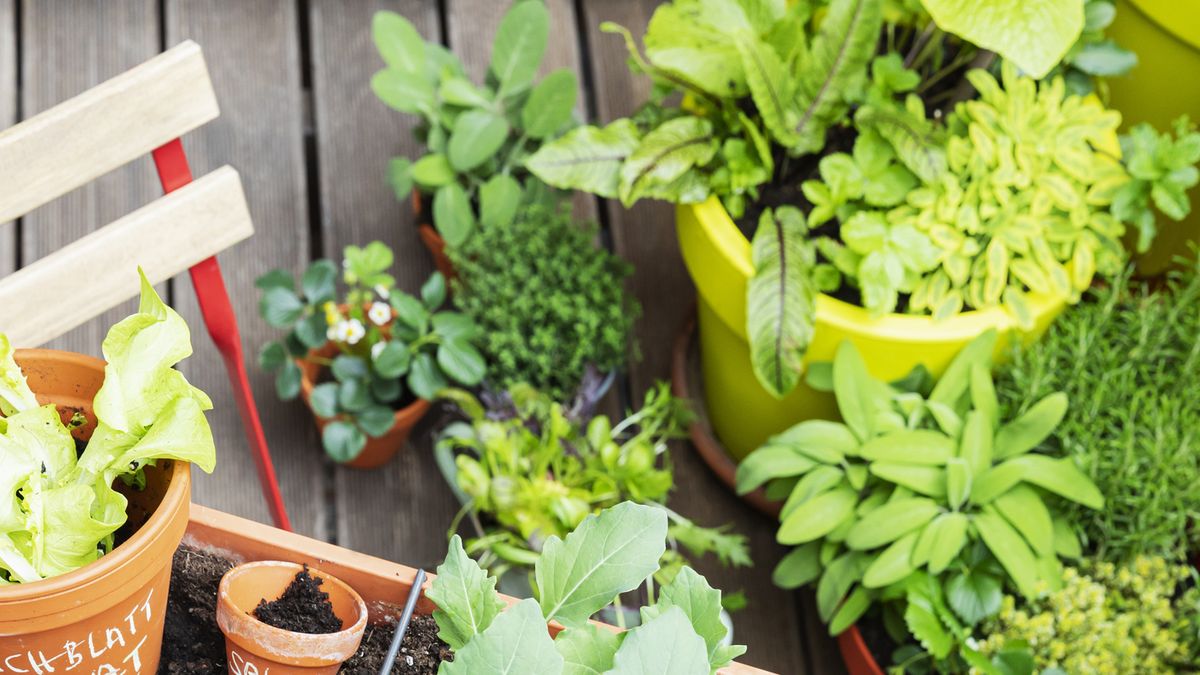 preview for 8 Easy Gardening Projects to Kick Off Spring
