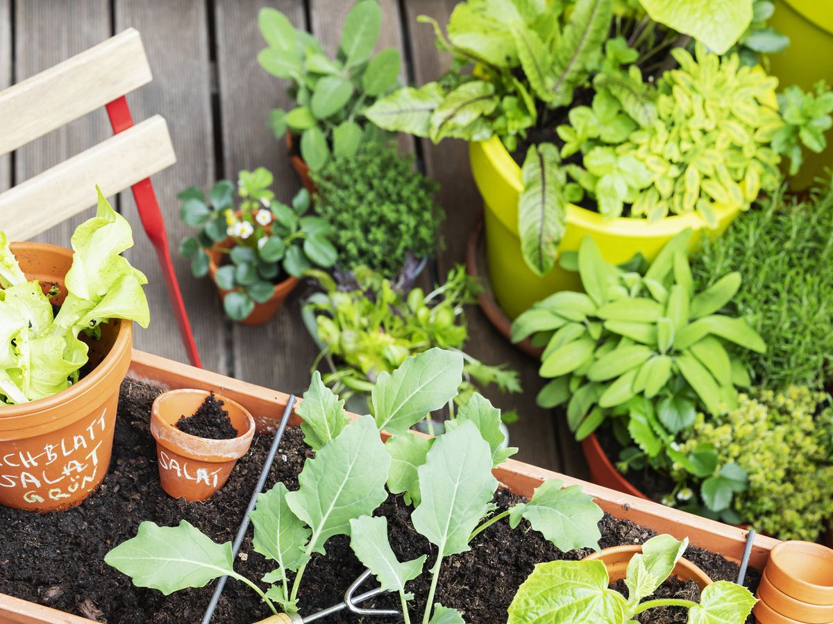 No yard? Grow vegetables (and more) in containers