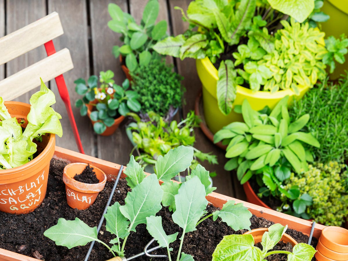 Seed Box - The Daily Garden