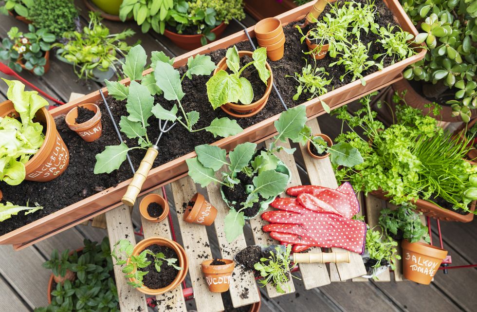 planting of various herbs and vegetables on balcony garden