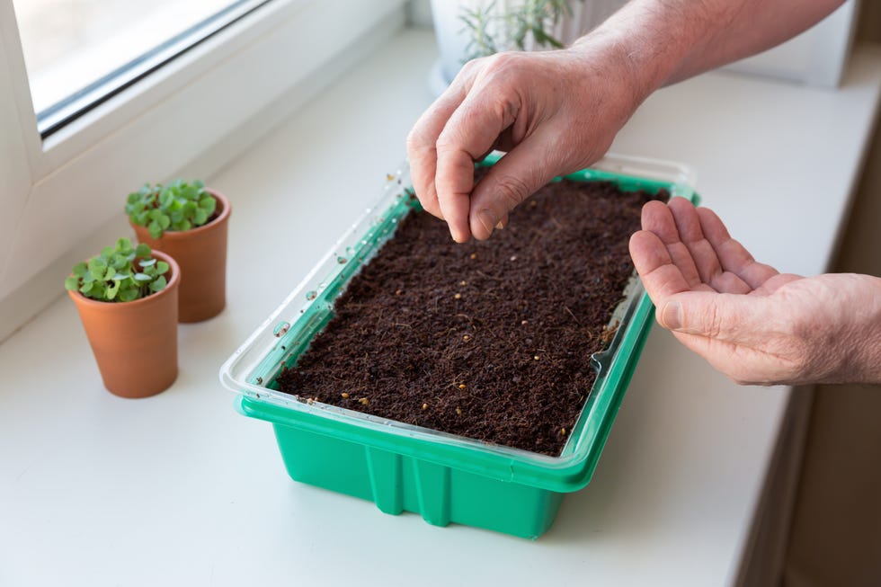 planting seeds, gardening on the window