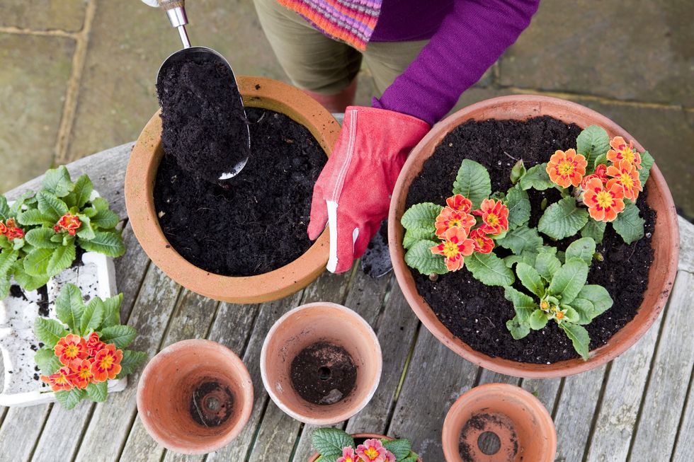 flowers being planted in terracotta pots