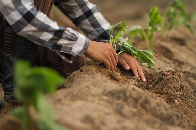 how to grow sweet potatoes, up close view of person