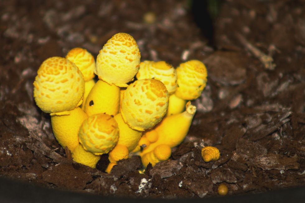 Are any of these toxic mushrooms growing on your houseplants?