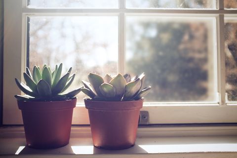 Houseplant, Flowerpot, Flower, Plant, Cactus, Room, Window, Terrestrial plant, Succulent plant, Interior design, 