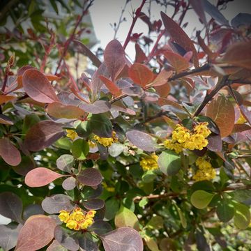 berberis thunbergii, barberry in flower dark leaves yellow orange flowers, thornes, spring flowers