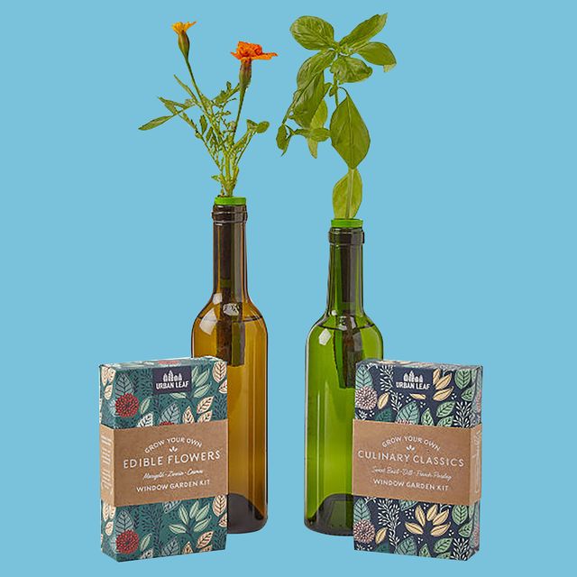 herbs and flowers growing out of wine bottles