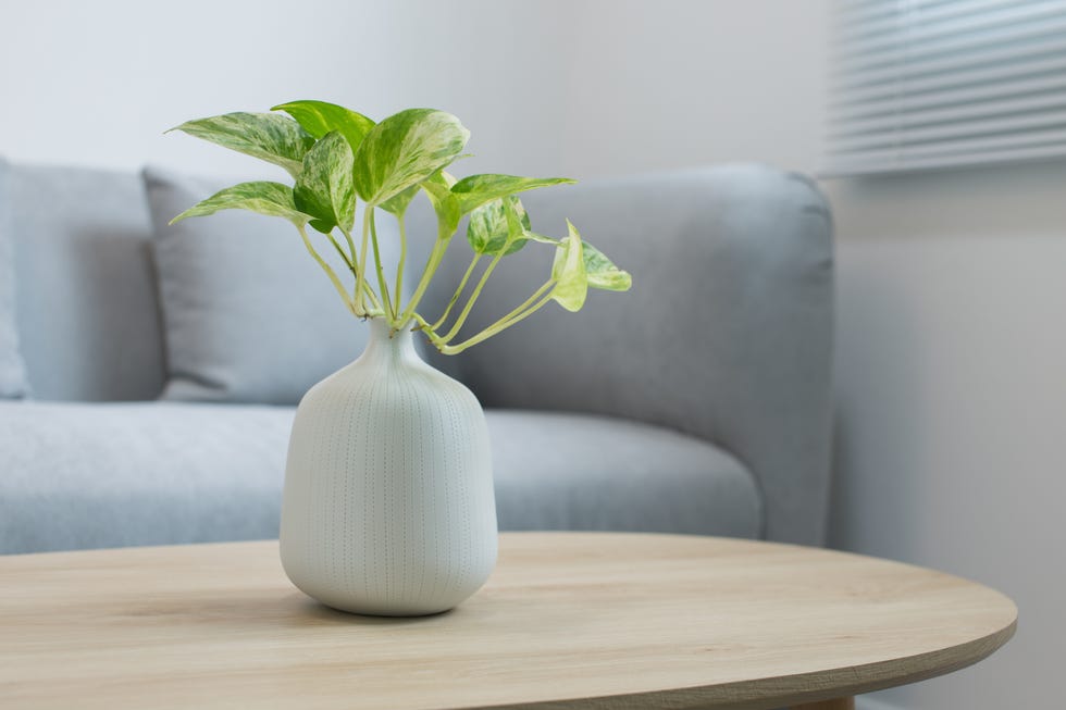 plants in the white vase on a wooden table