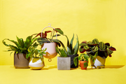 buy plants online, houseplant, flowerpot, flower, plant, yellow, botany, nepenthes, still life photography, still life, room,