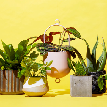 buy plants online, houseplant, flowerpot, flower, plant, yellow, botany, nepenthes, still life photography, still life, room,