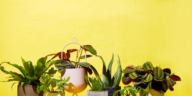 19 Best Places to Buy Plants Online for Any Room