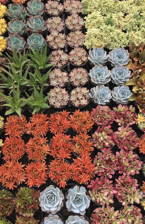Rows of colorful succulents in pots