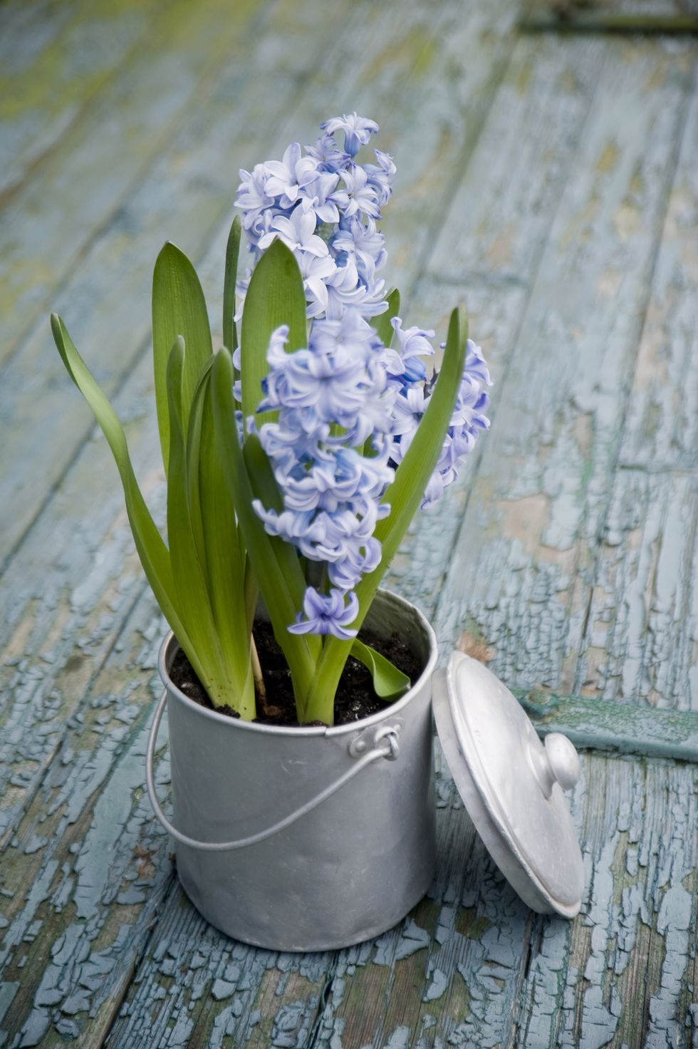 6 Clever Alternatives To Traditional Plant Pots