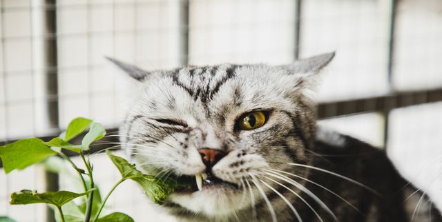 15 Plants Safe for Cats - Pictures of Cat Safe Houseplants