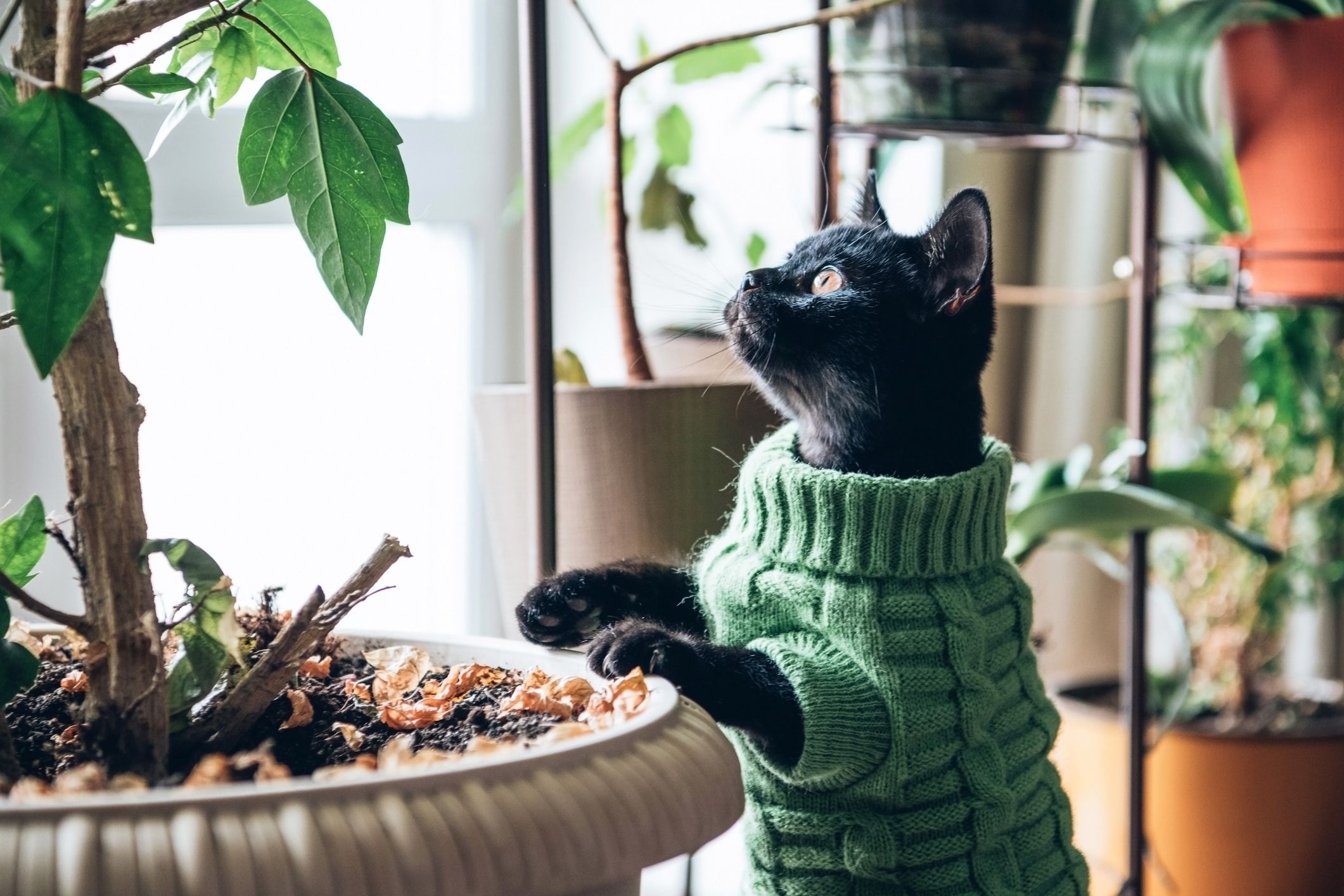 Safe indoor shop trees for cats