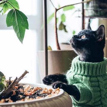 plants safe for cats, black cat looking at a houseplant indoors