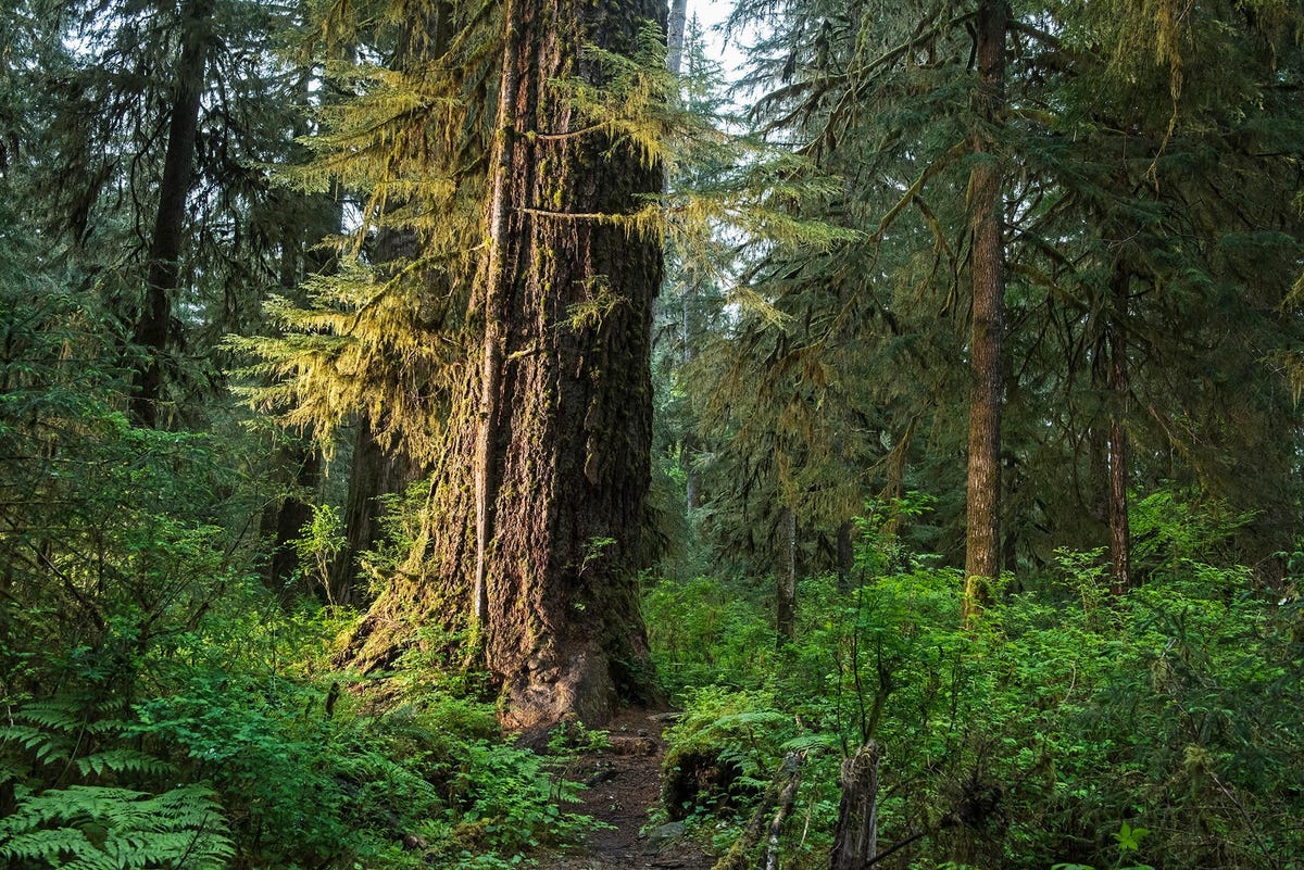 Bossen als de Hall of Mosses in het Olympic National Park in de Amerikaanse staat Washington zijn belangrijke koolstofputten oftewel regios die meer CO2 absorberen dan dat ze aan de atmosfeer afgeven