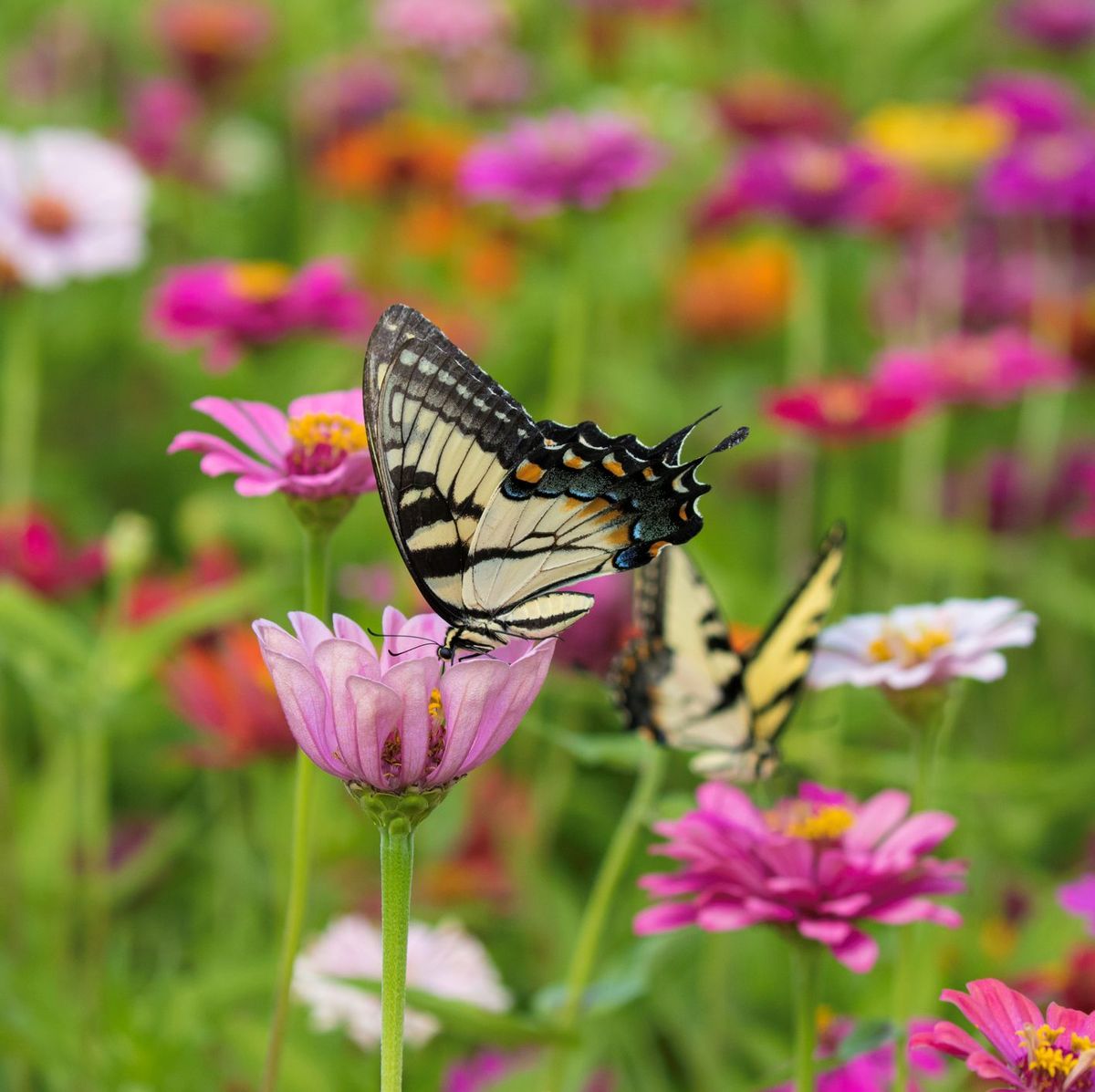 Why Flowering Plants Need Pollinators