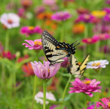 butterfly drinking from a pink flower