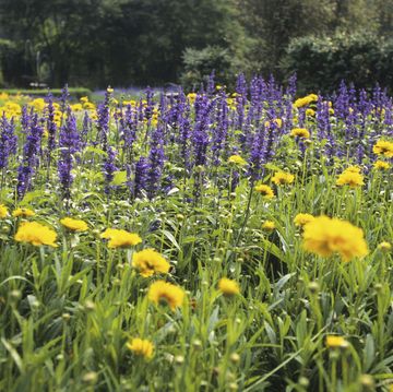 marigold and lavender, plants that repel mosquitoes