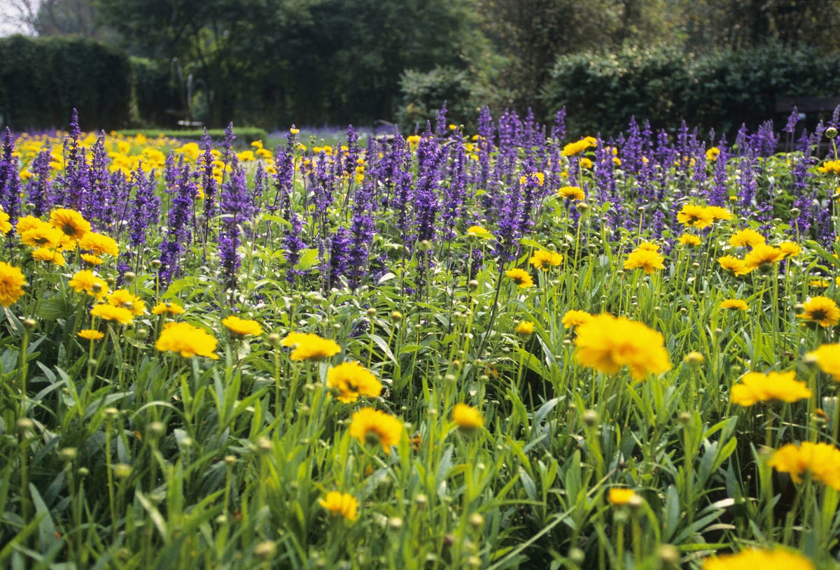 marigold and lavender, plants that repel mosquitoes