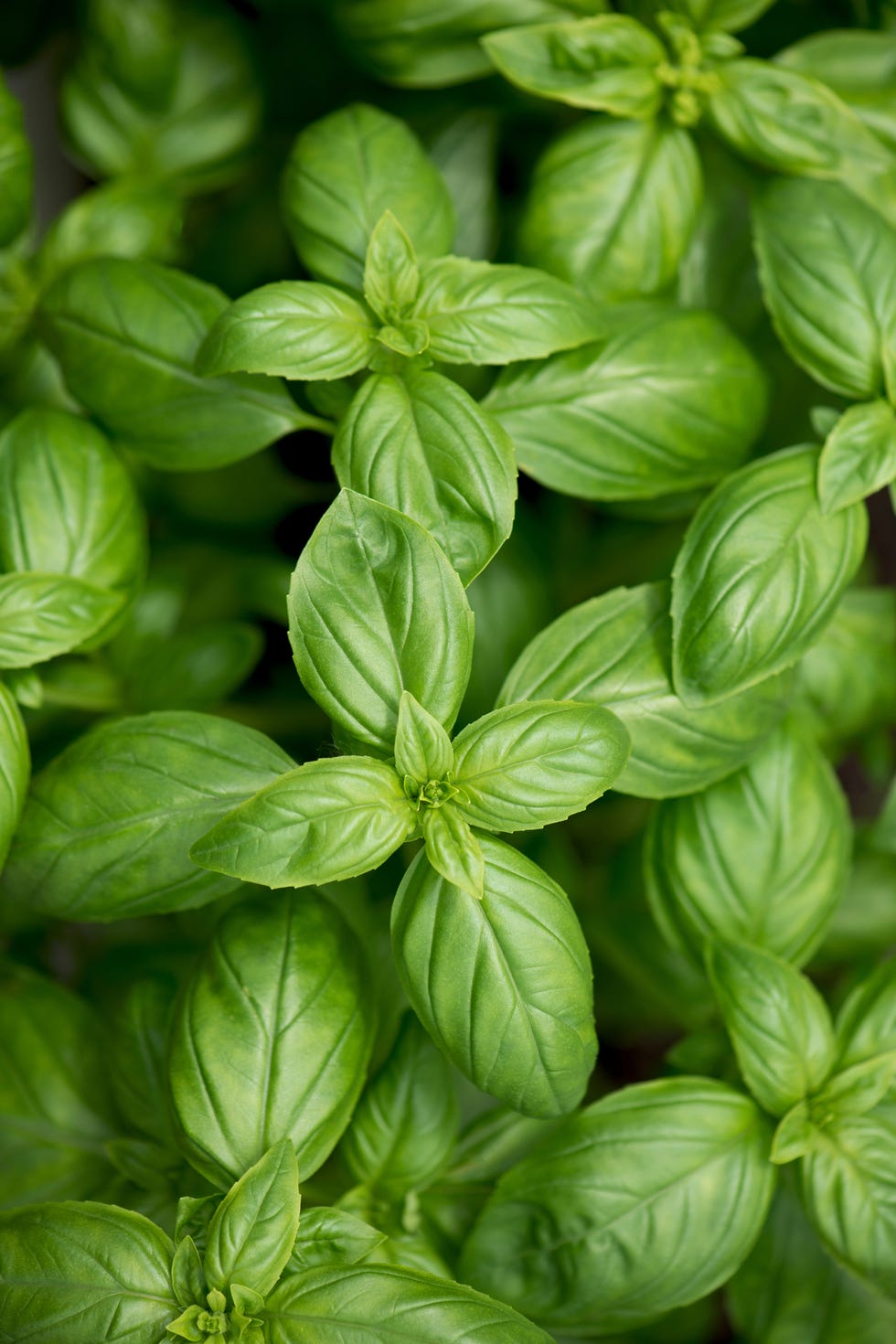 fresh basil