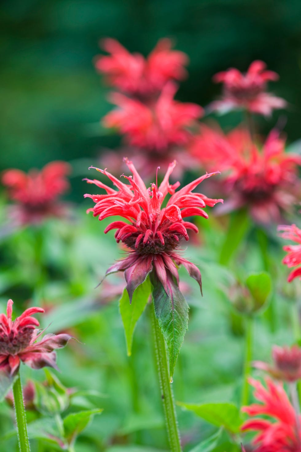 bee balm